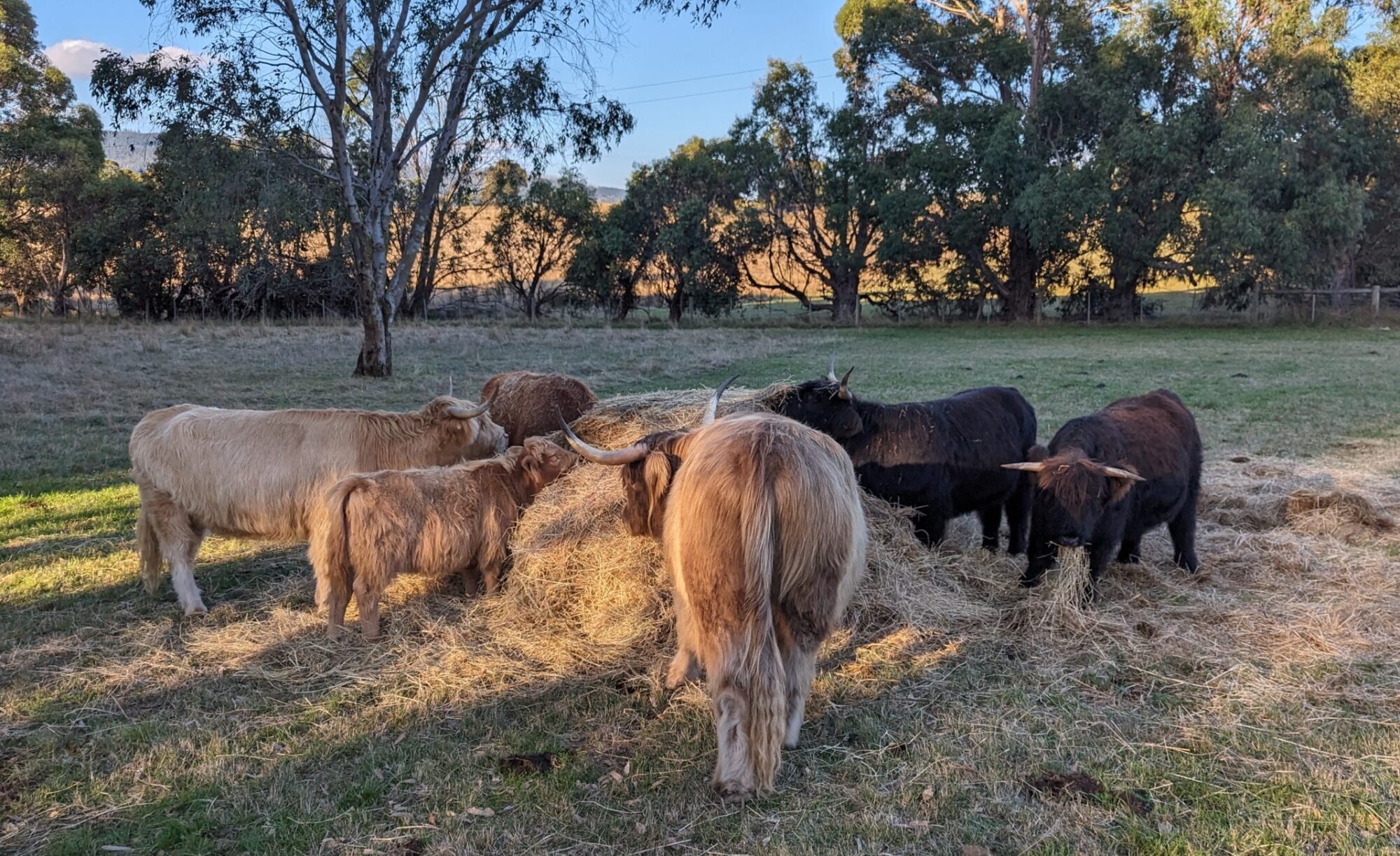 Highland Cows